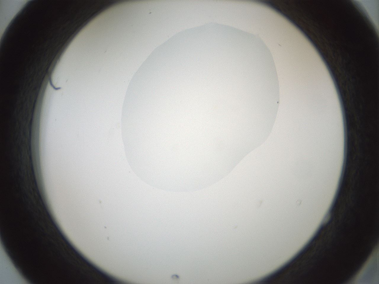 folderID599_plateID1599_batchID6728_wellNum52_profileID1_d2_r106075_ef.jpg
