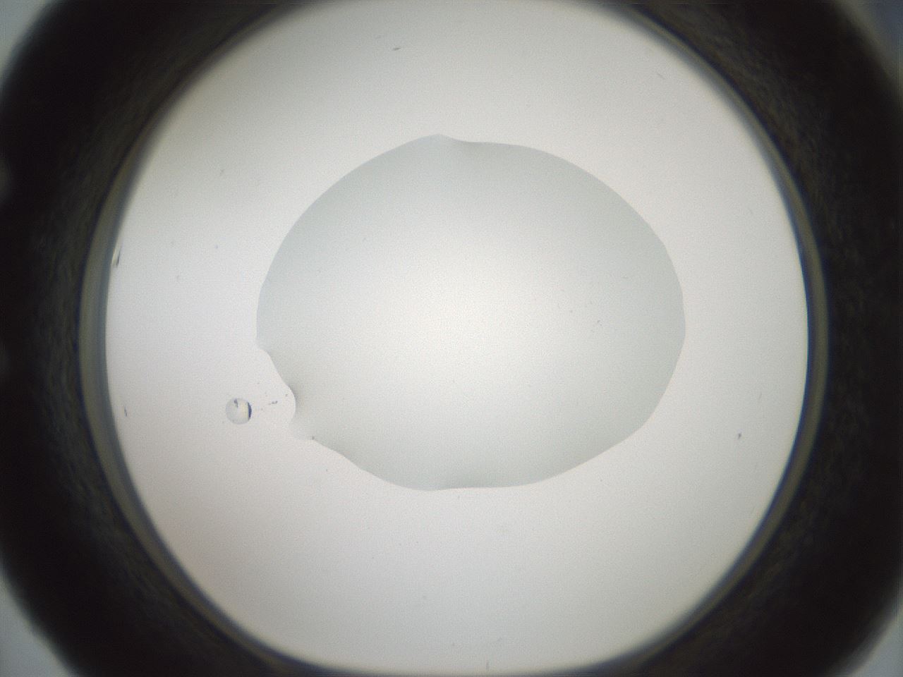 folderID599_plateID1599_batchID6728_wellNum53_profileID1_d1_r106076_ef.jpg