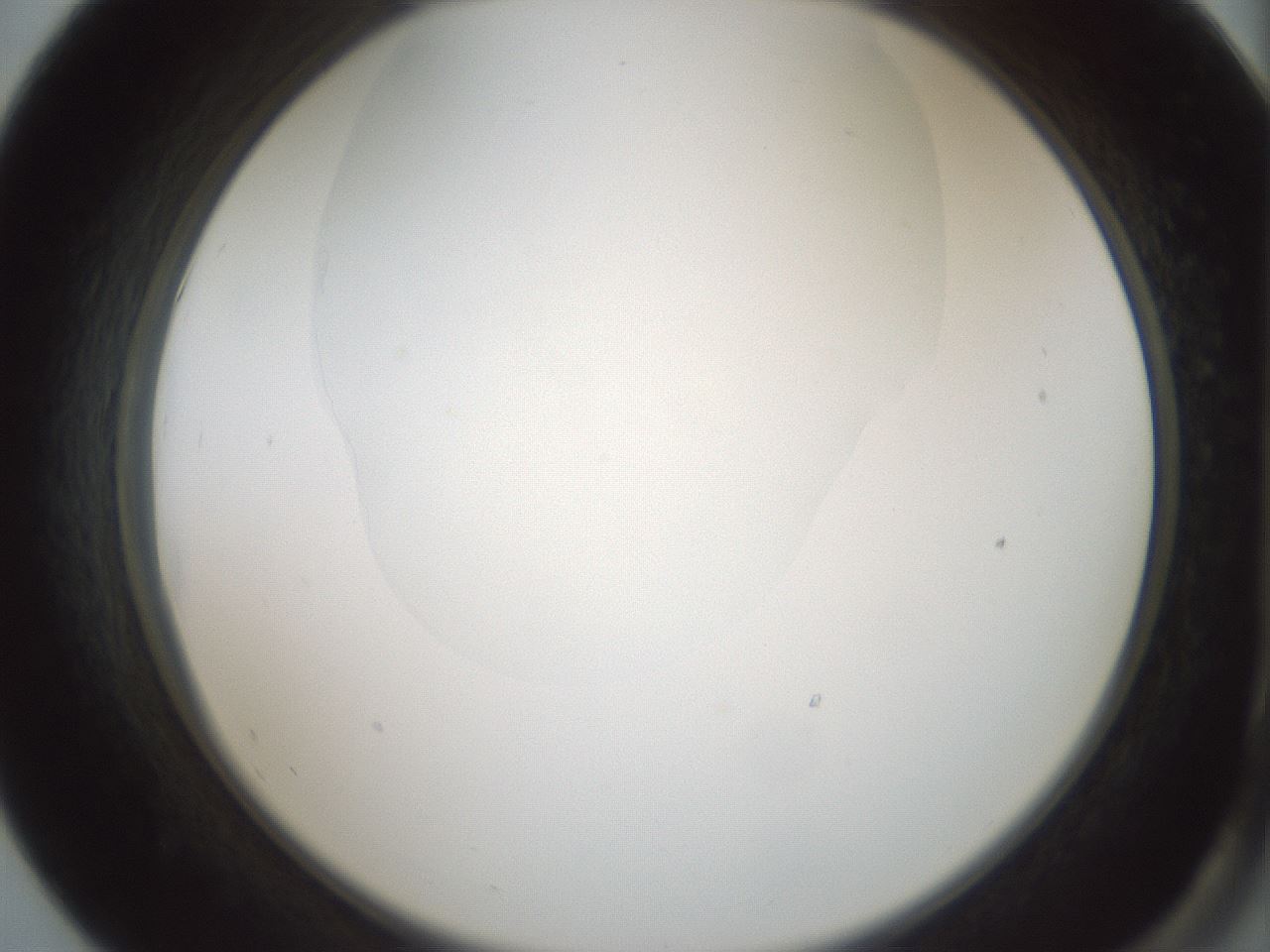folderID599_plateID1599_batchID6728_wellNum55_profileID1_d2_r106081_ef.jpg
