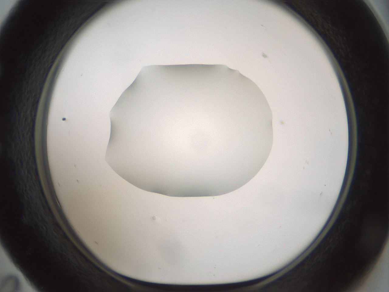 folderID599_plateID1599_batchID6728_wellNum59_profileID1_d1_r106088_ef.jpg
