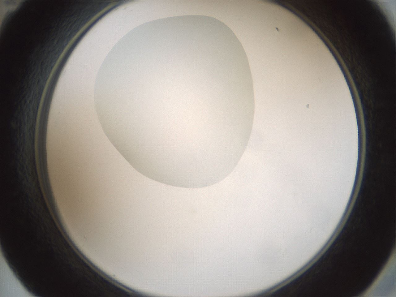 folderID599_plateID1599_batchID6728_wellNum59_profileID1_d2_r106089_ef.jpg