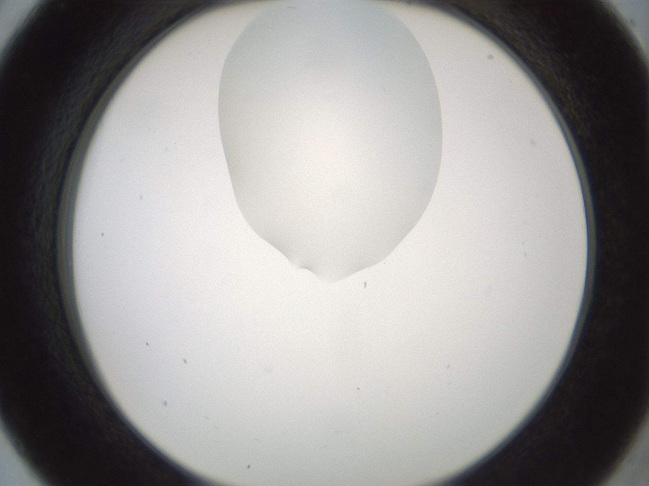 folderID599_plateID1599_batchID6728_wellNum5_profileID1_d2_r105981_ef.jpg