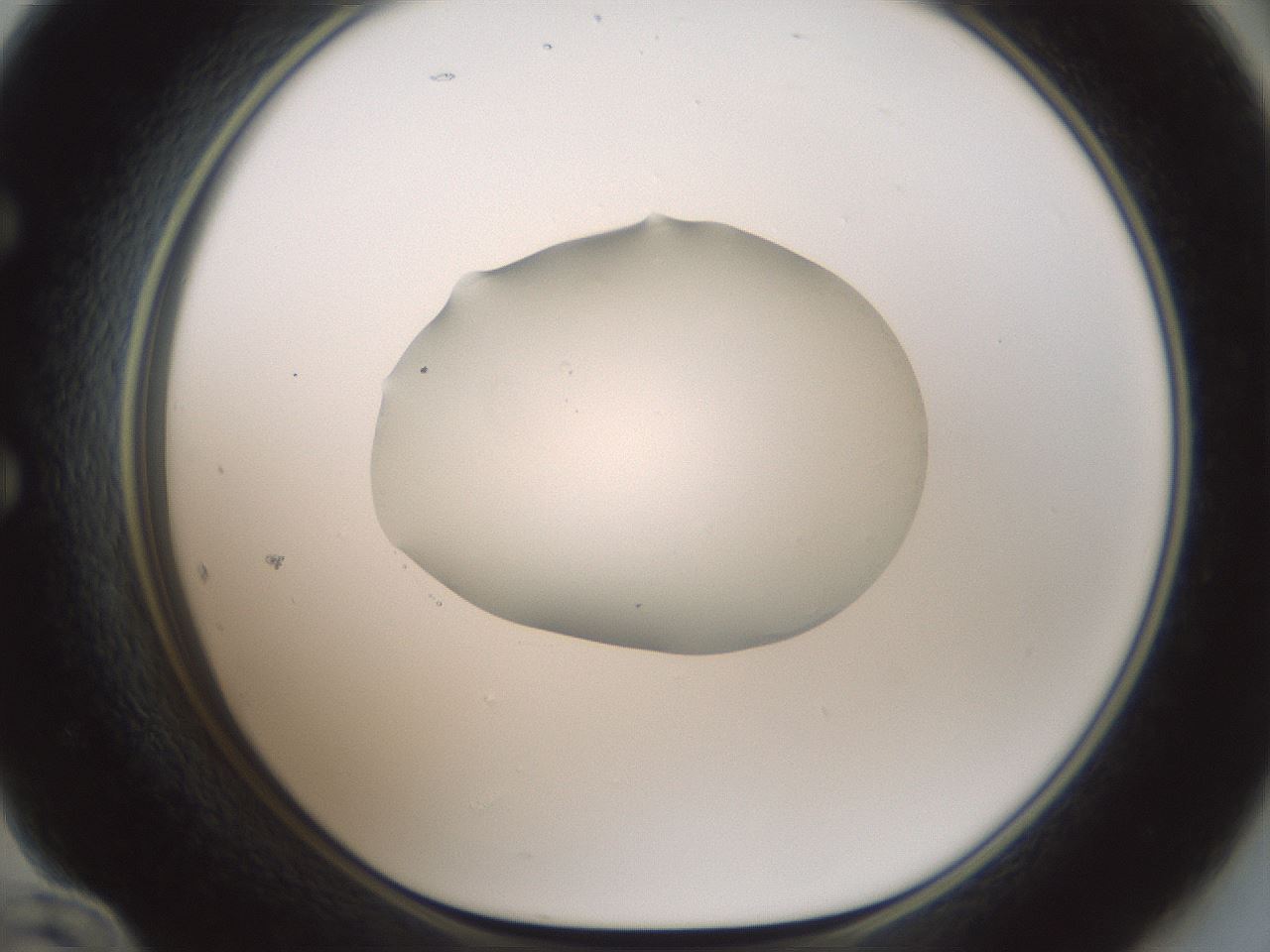 folderID599_plateID1599_batchID6728_wellNum60_profileID1_d1_r106090_ef.jpg