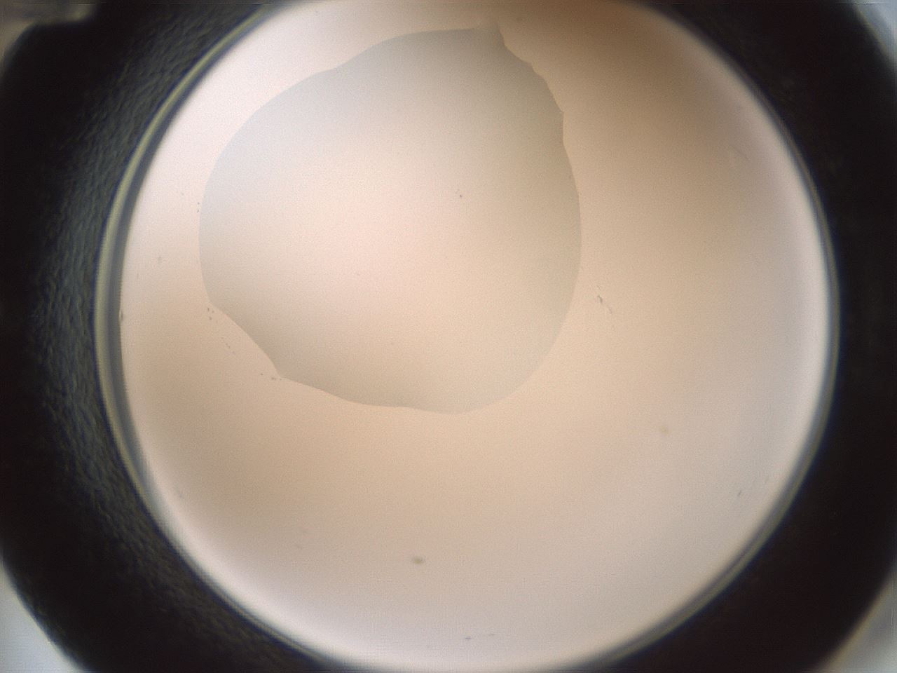 folderID599_plateID1599_batchID6728_wellNum60_profileID1_d2_r106091_ef.jpg