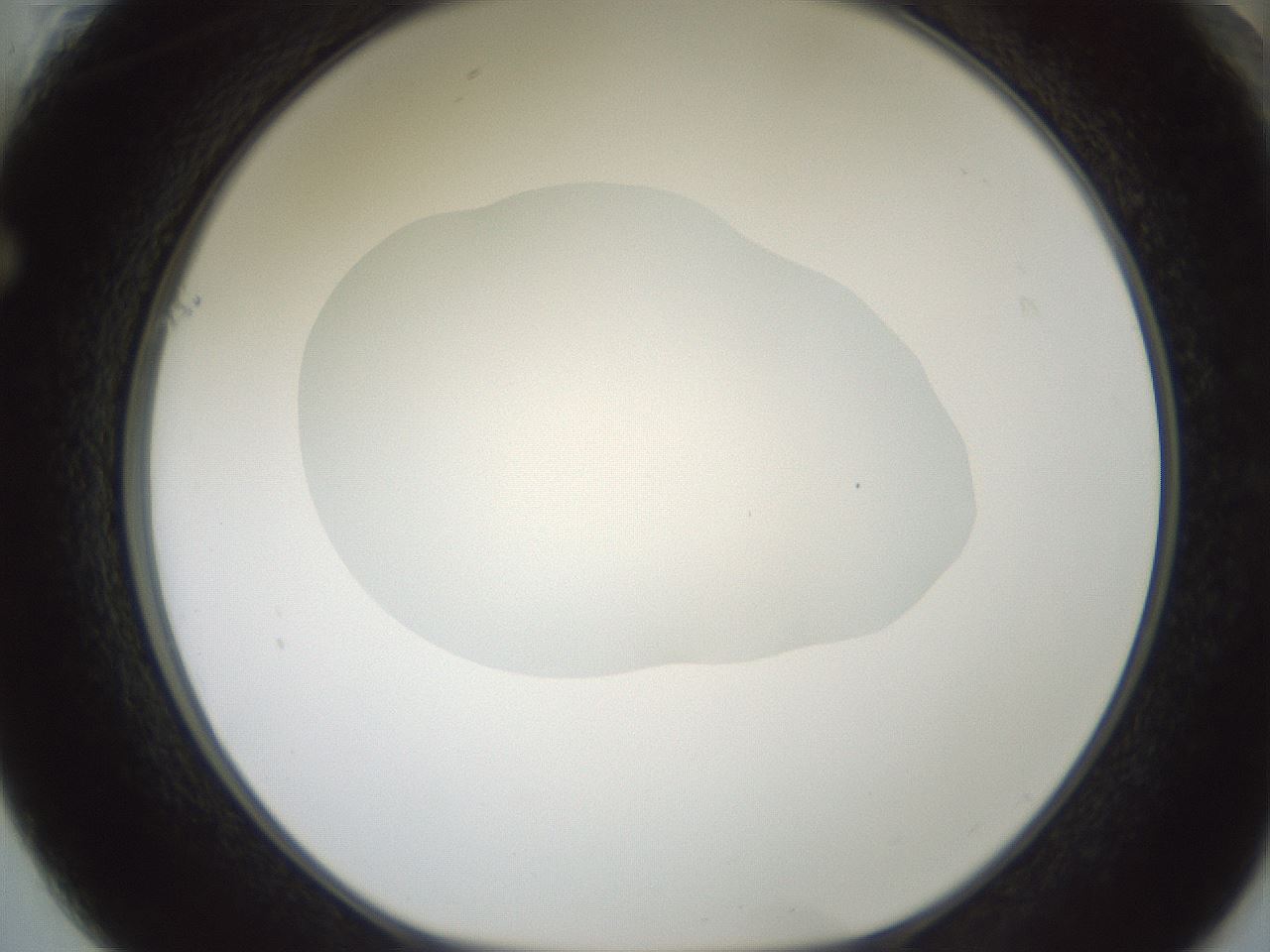 folderID599_plateID1599_batchID6728_wellNum61_profileID1_d1_r106092_ef.jpg