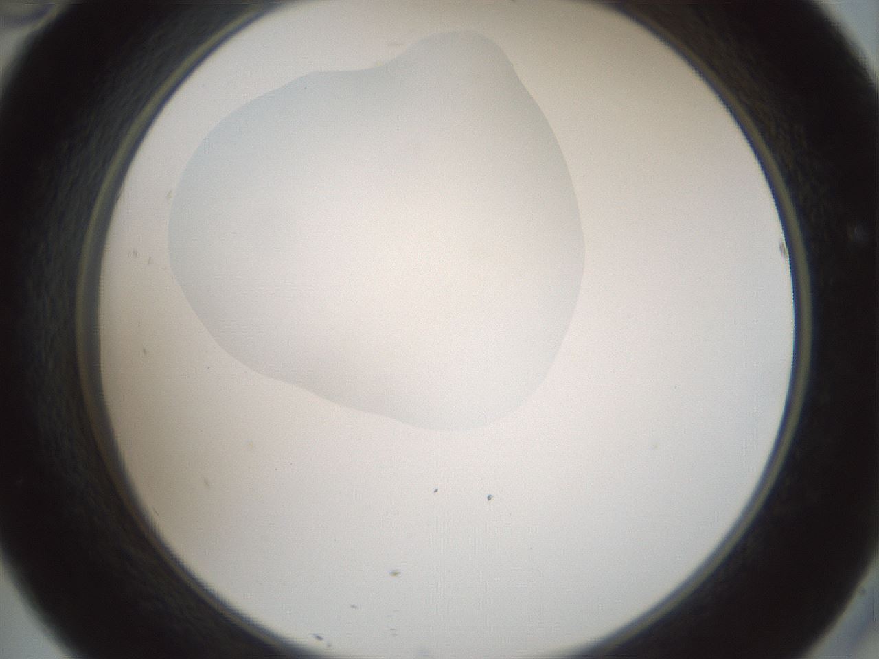 folderID599_plateID1599_batchID6728_wellNum46_profileID1_d2_r106063_ef.jpg