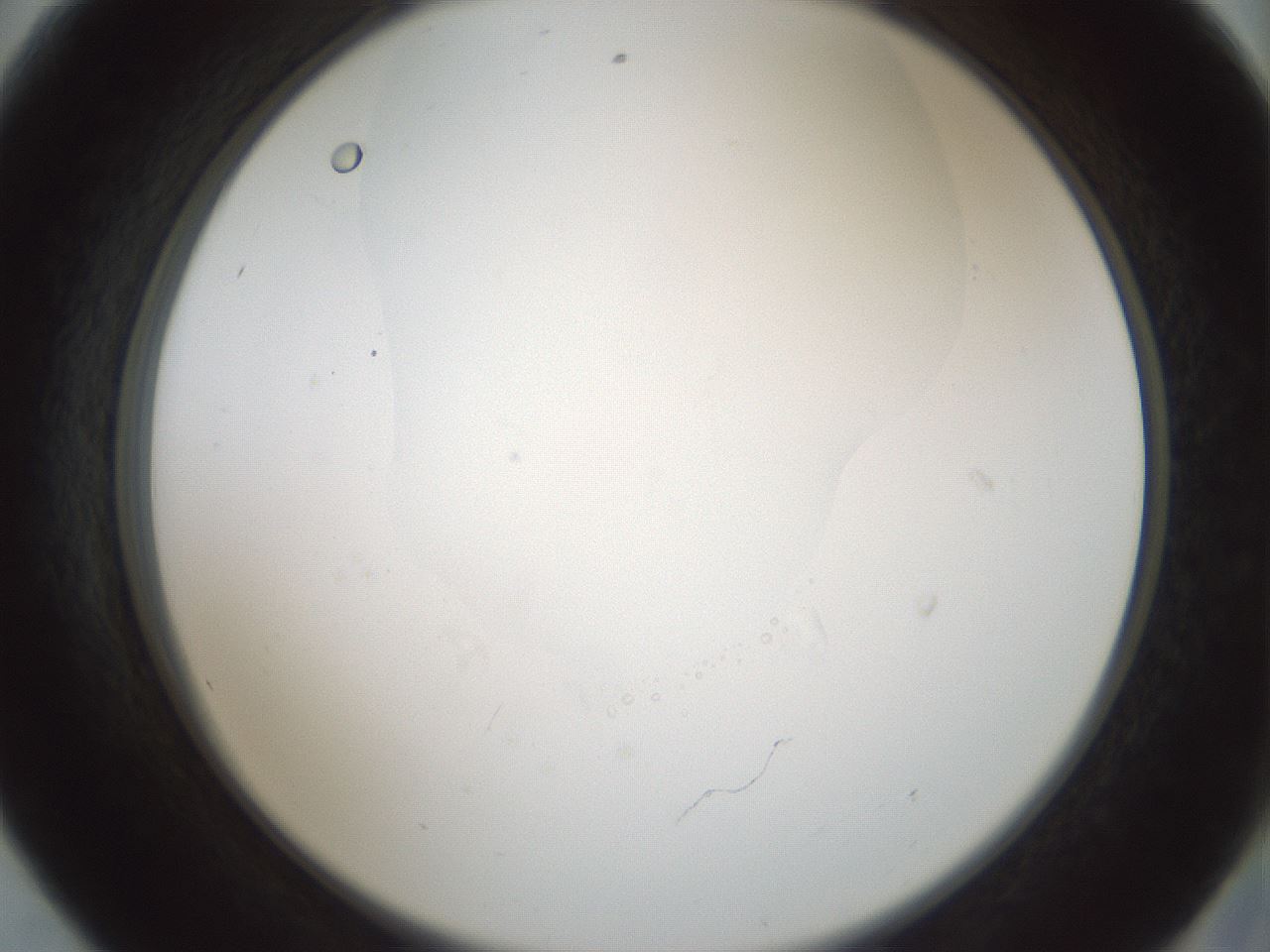 folderID599_plateID1599_batchID6728_wellNum56_profileID1_d2_r106083_ef.jpg