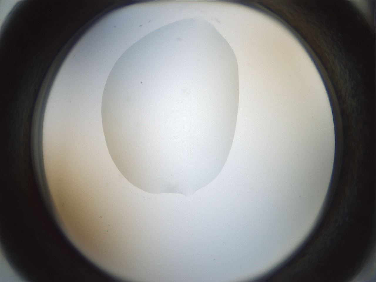 folderID599_plateID1599_batchID6728_wellNum80_profileID1_d2_r106131_ef.jpg