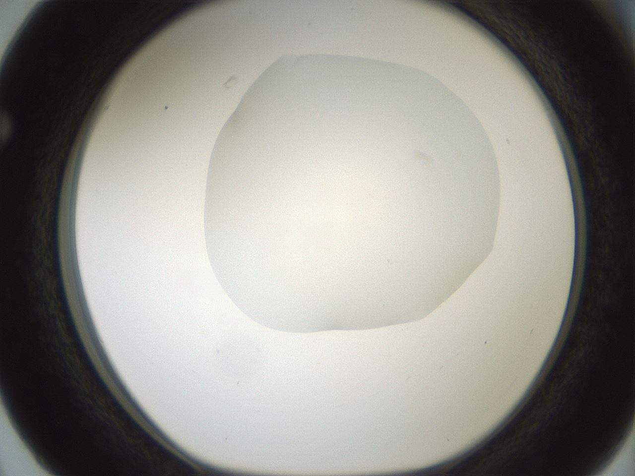 folderID599_plateID1599_batchID6728_wellNum63_profileID1_d1_r106096_ef.jpg