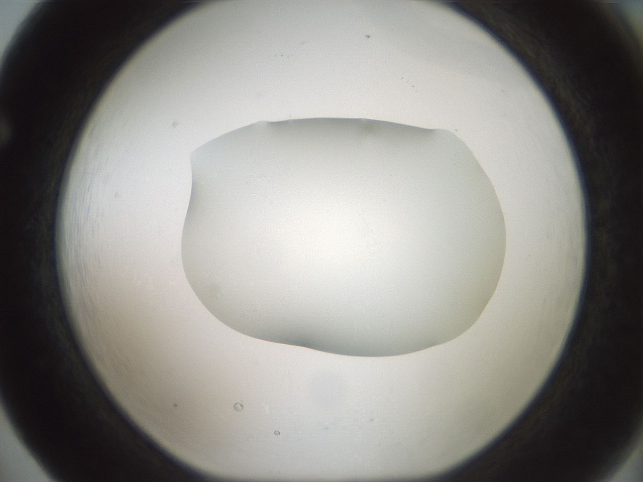 folderID599_plateID1599_batchID6728_wellNum65_profileID1_d1_r106100_ef.jpg