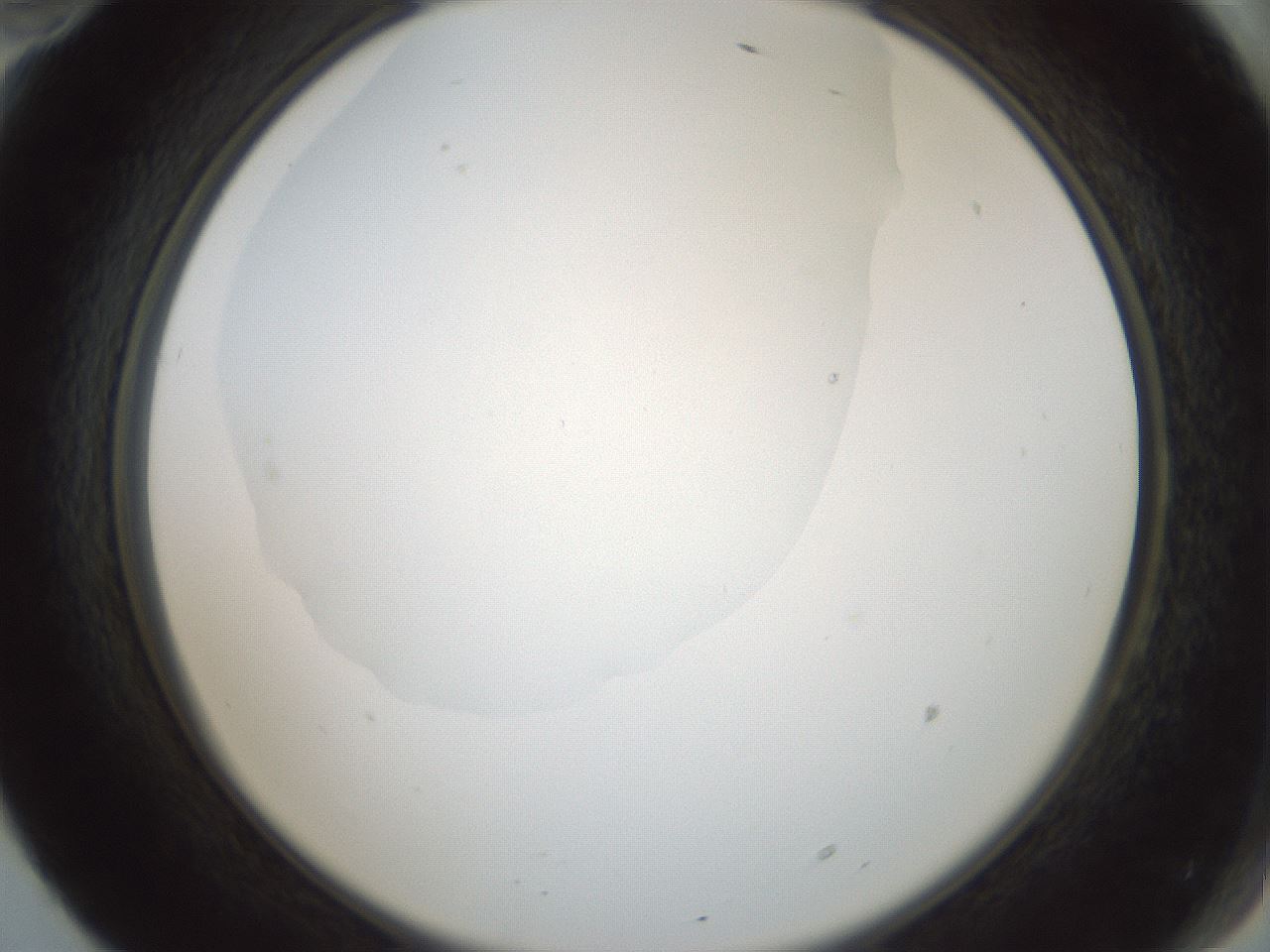 folderID599_plateID1599_batchID6728_wellNum70_profileID1_d2_r106111_ef.jpg