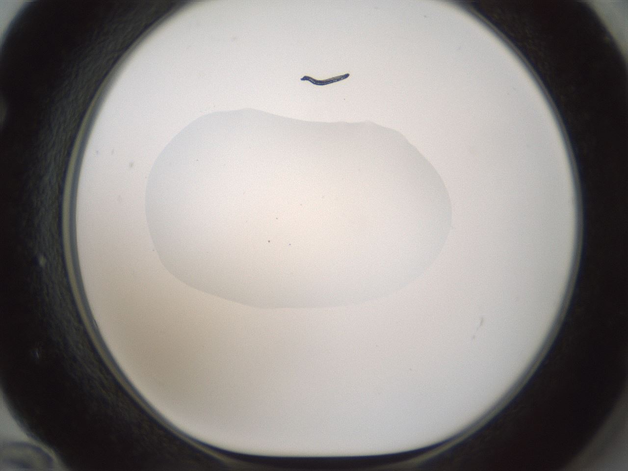 folderID599_plateID1599_batchID6728_wellNum72_profileID1_d1_r106114_ef.jpg