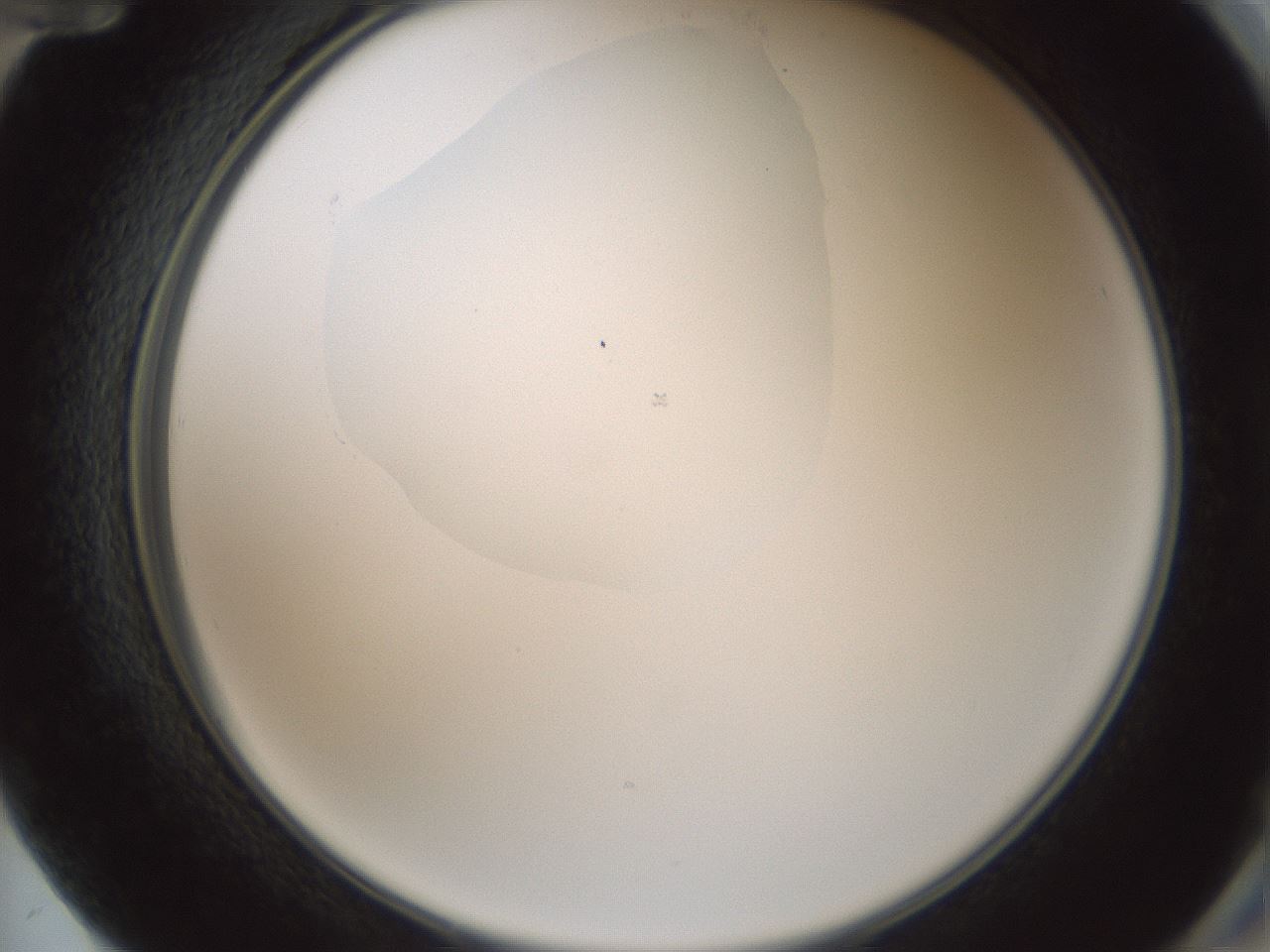 folderID599_plateID1599_batchID6728_wellNum72_profileID1_d2_r106115_ef.jpg
