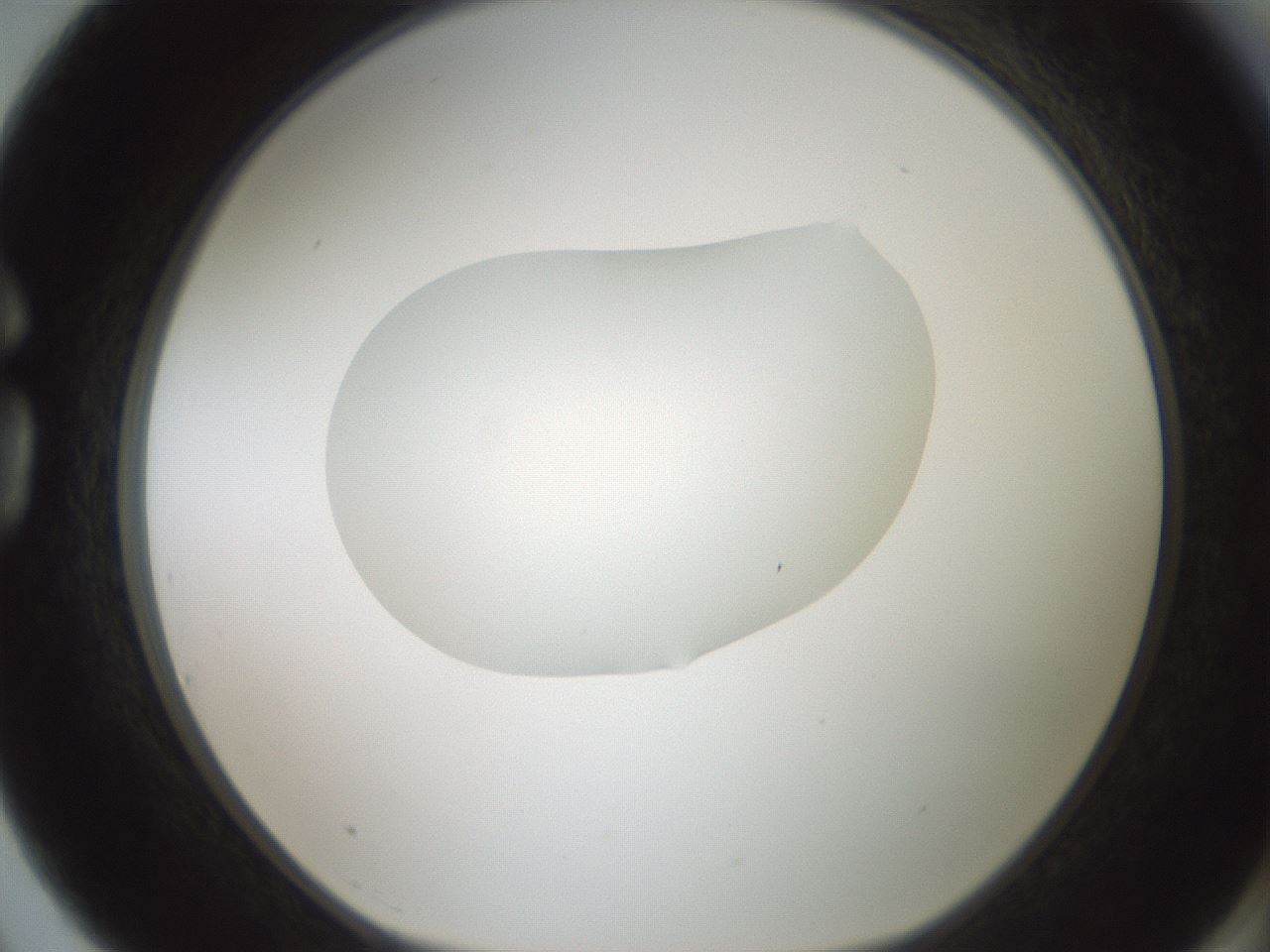 folderID599_plateID1599_batchID6728_wellNum75_profileID1_d1_r106120_ef.jpg