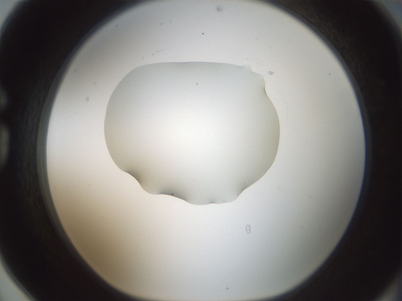 folderID599_plateID1599_batchID6728_wellNum78_profileID1_d1_r106126_ef.jpg
