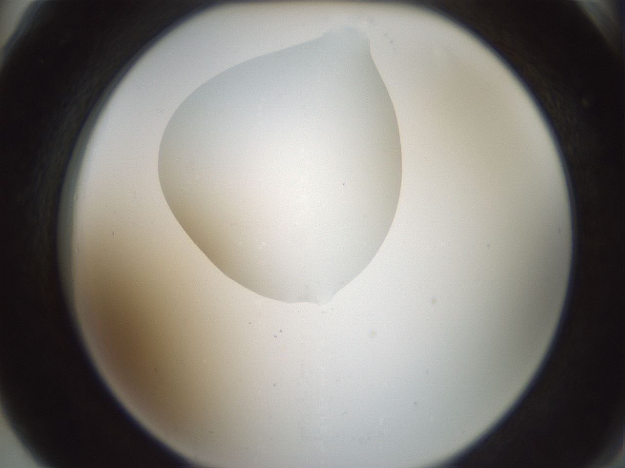 folderID599_plateID1599_batchID6728_wellNum78_profileID1_d2_r106127_ef.jpg