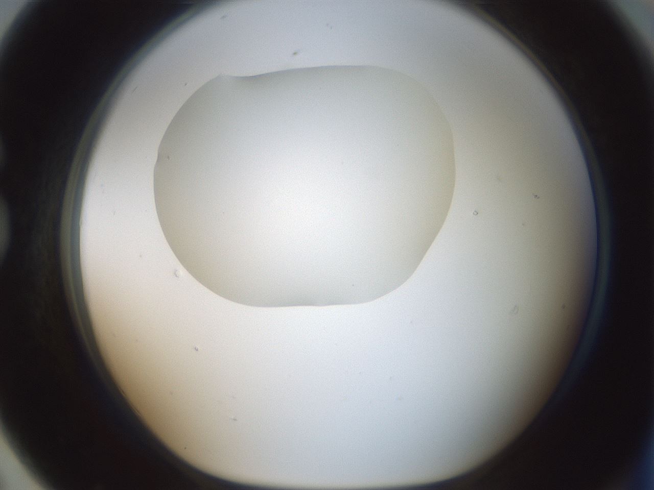 folderID599_plateID1599_batchID6728_wellNum79_profileID1_d1_r106128_ef.jpg