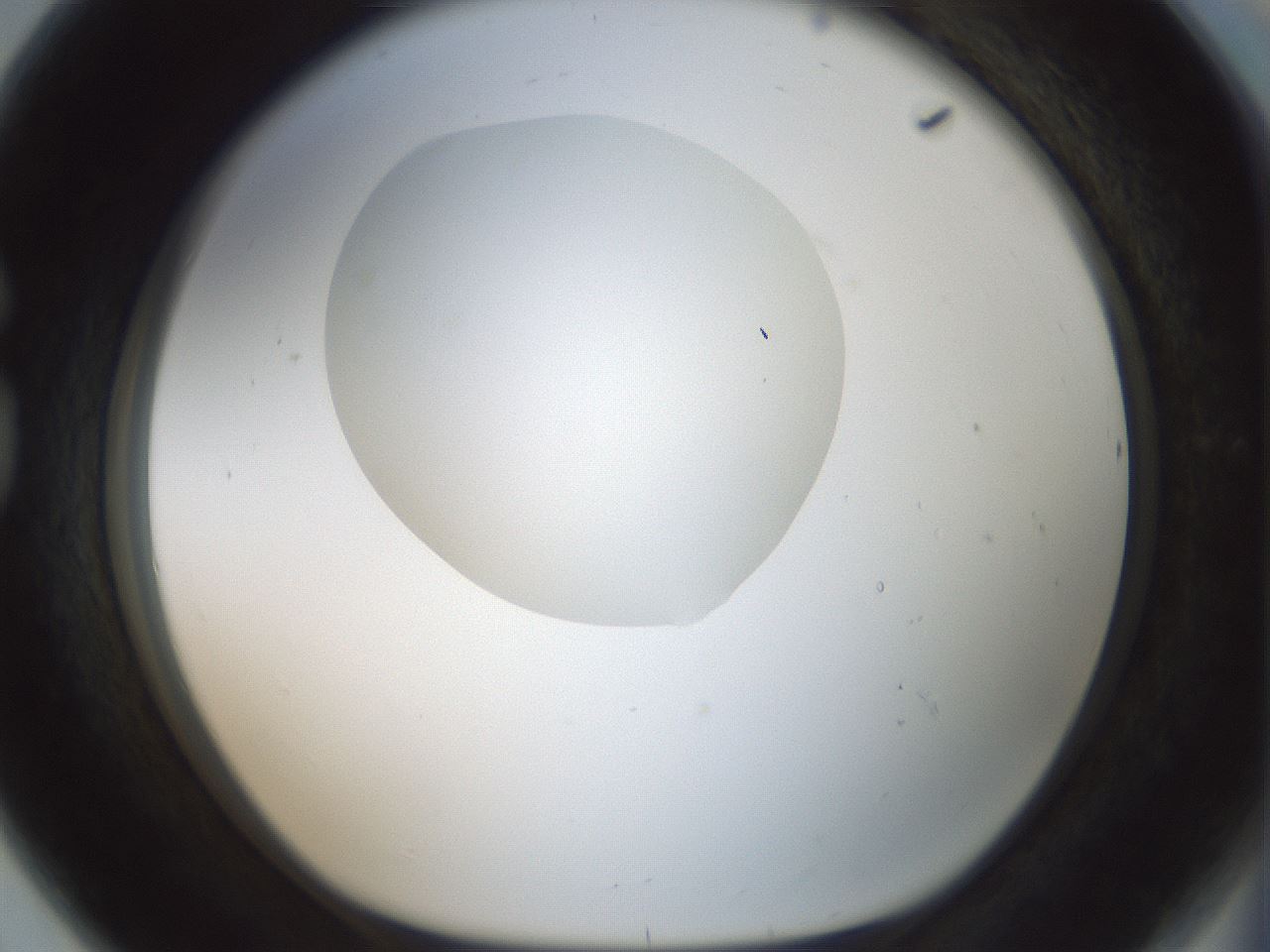 folderID599_plateID1599_batchID6728_wellNum80_profileID1_d1_r106130_ef.jpg