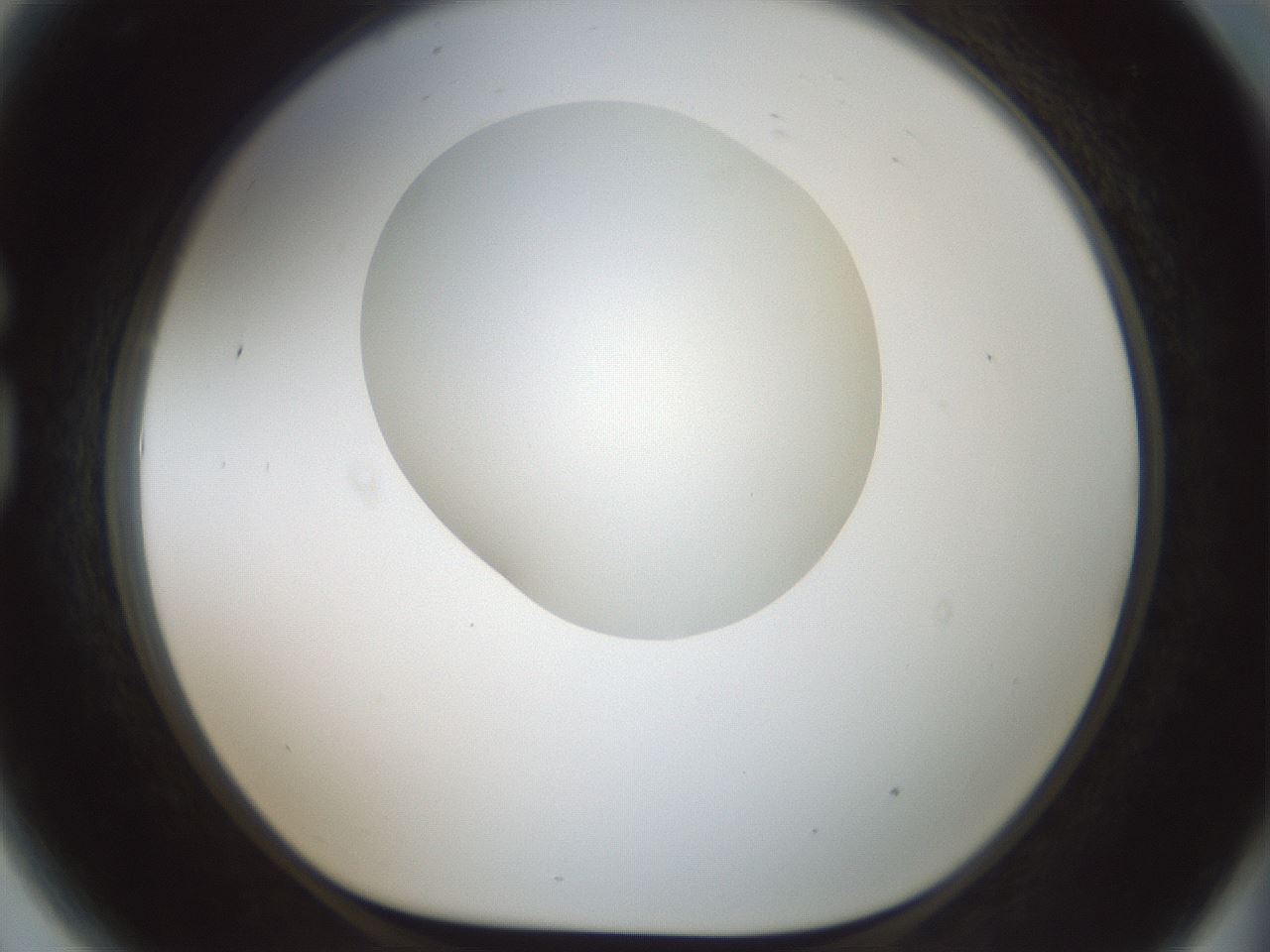 folderID599_plateID1599_batchID6728_wellNum81_profileID1_d1_r106132_ef.jpg