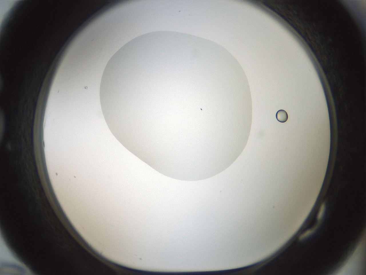 folderID599_plateID1599_batchID6728_wellNum82_profileID1_d1_r106134_ef.jpg