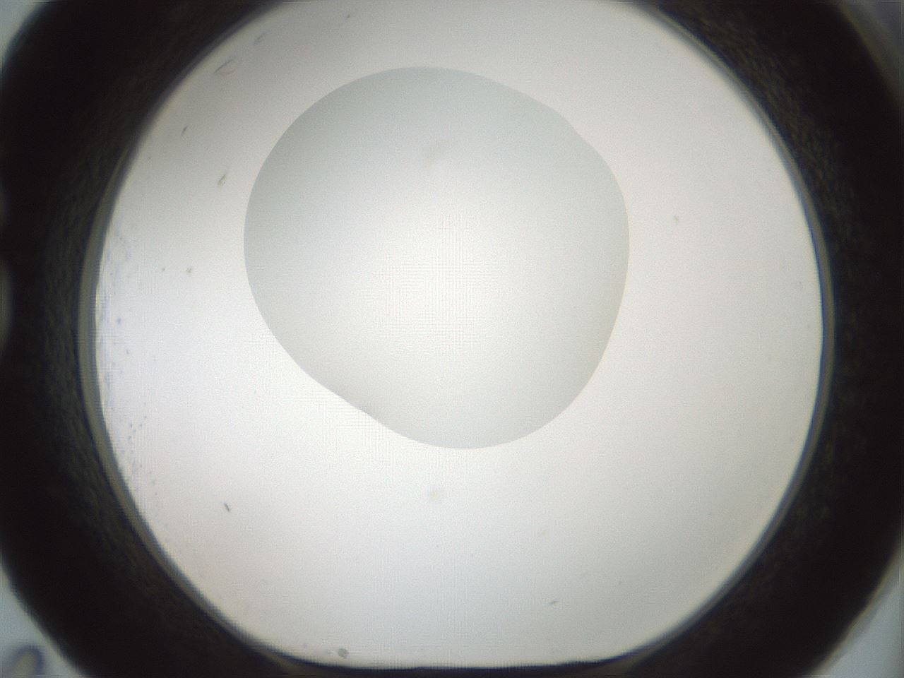 folderID599_plateID1599_batchID6728_wellNum83_profileID1_d1_r106136_ef.jpg