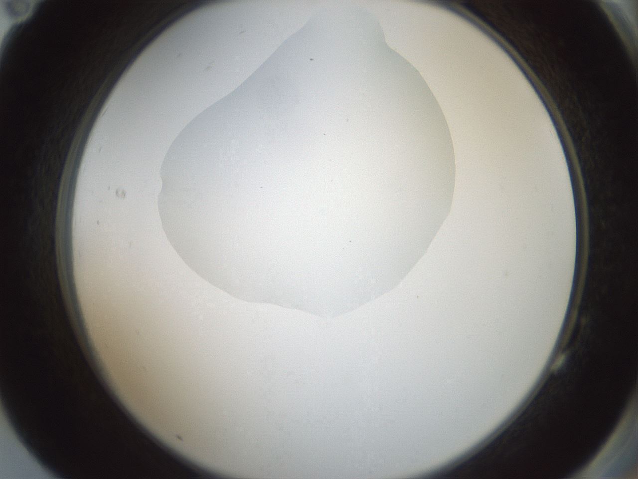 folderID599_plateID1599_batchID6728_wellNum83_profileID1_d2_r106137_ef.jpg