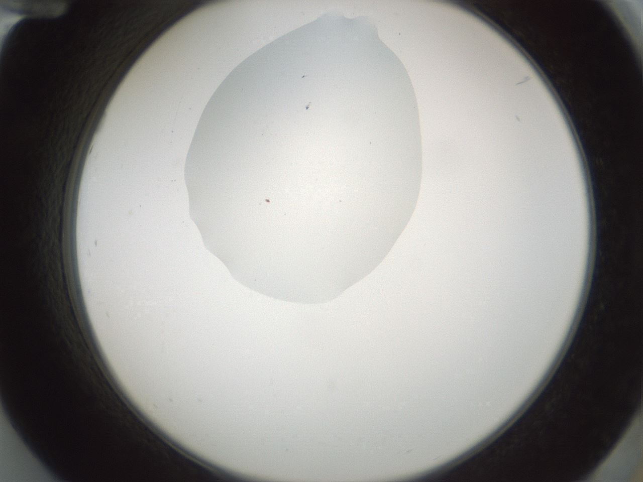 folderID599_plateID1599_batchID6728_wellNum84_profileID1_d2_r106139_ef.jpg