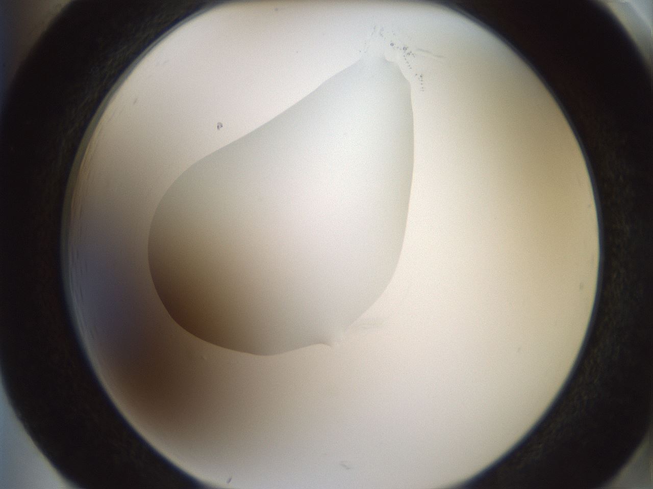 folderID599_plateID1599_batchID6728_wellNum85_profileID1_d2_r106141_ef.jpg