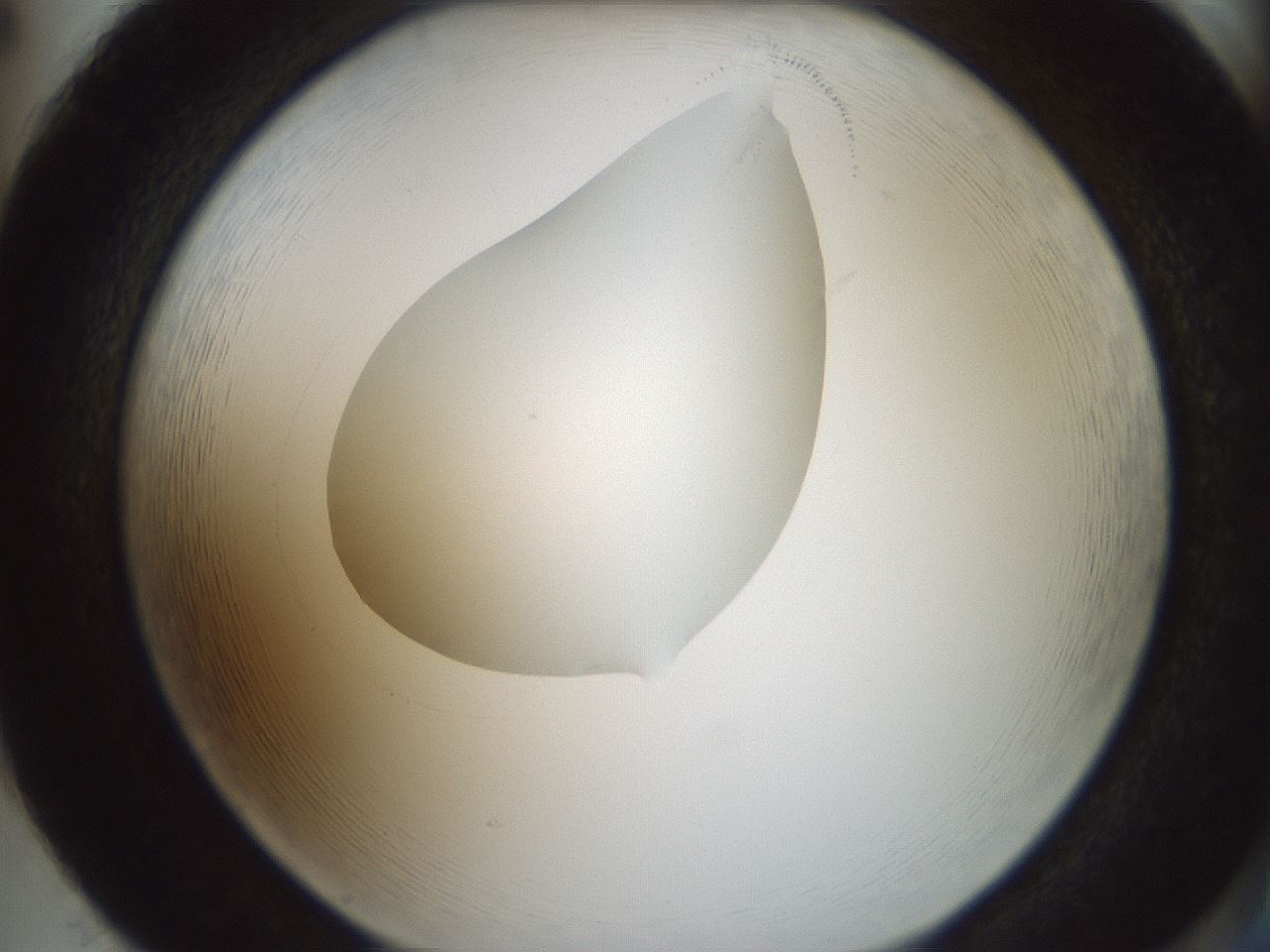 folderID599_plateID1599_batchID6728_wellNum86_profileID1_d2_r106143_ef.jpg