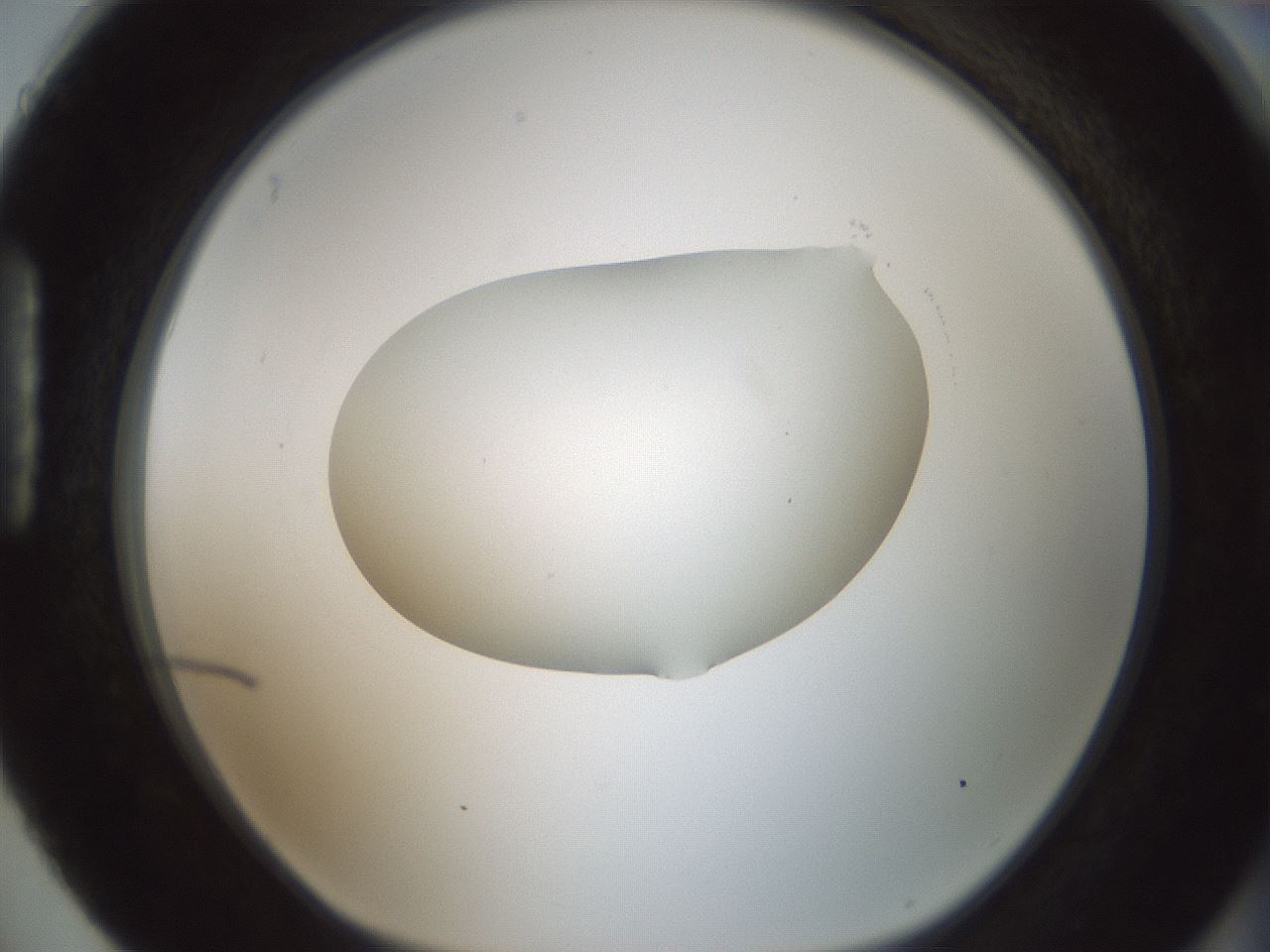folderID599_plateID1599_batchID6728_wellNum88_profileID1_d1_r106146_ef.jpg