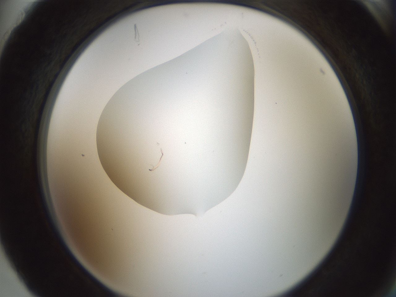 folderID599_plateID1599_batchID6728_wellNum88_profileID1_d2_r106147_ef.jpg
