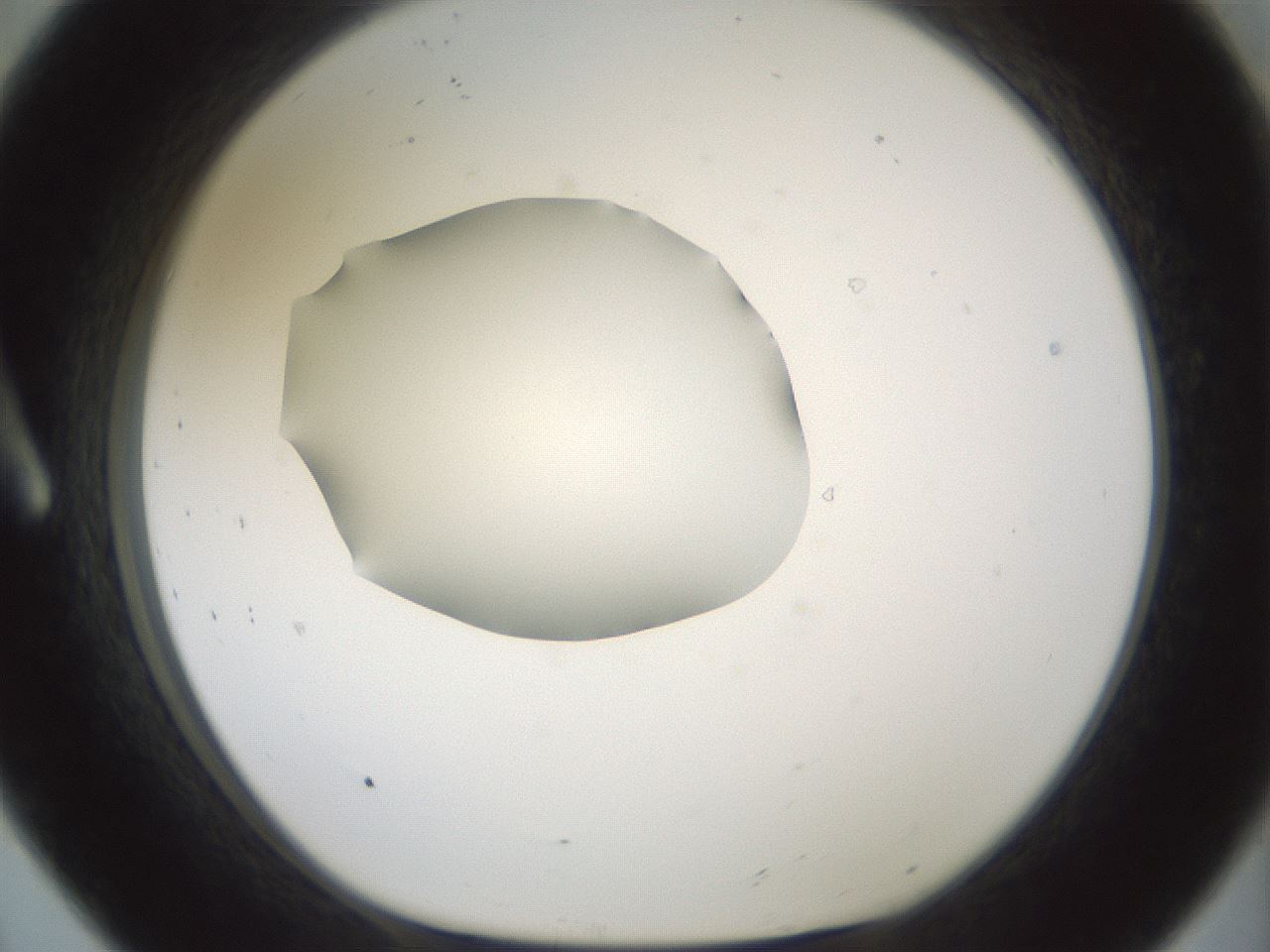 folderID599_plateID1599_batchID6728_wellNum8_profileID1_d1_r105986_ef.jpg