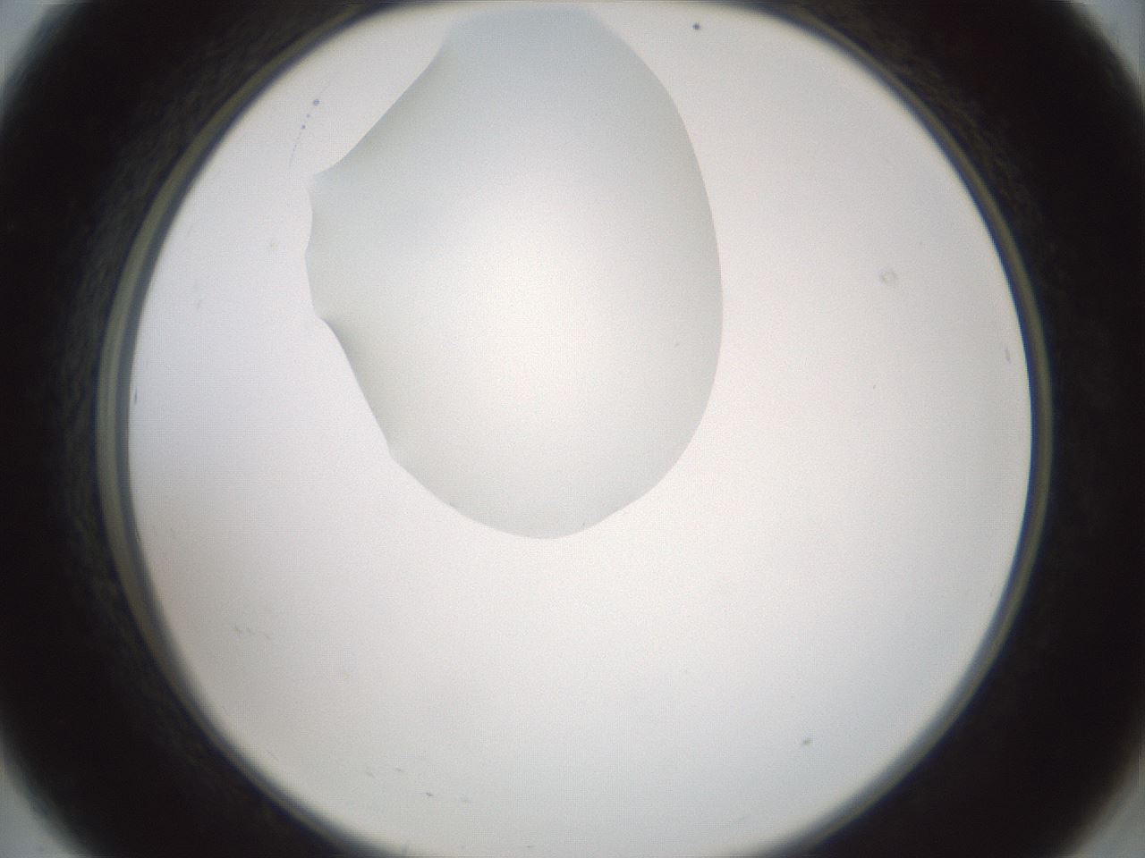 folderID599_plateID1599_batchID6728_wellNum8_profileID1_d2_r105987_ef.jpg