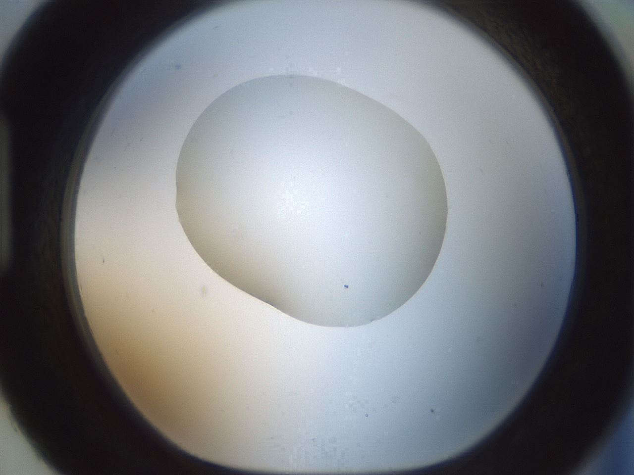folderID599_plateID1599_batchID6728_wellNum93_profileID1_d1_r106156_ef.jpg