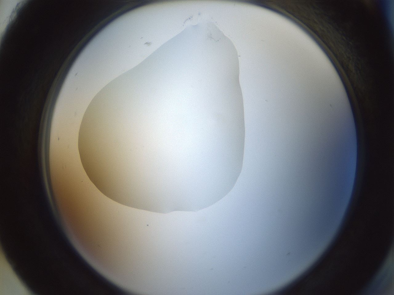 folderID599_plateID1599_batchID6728_wellNum93_profileID1_d2_r106157_ef.jpg