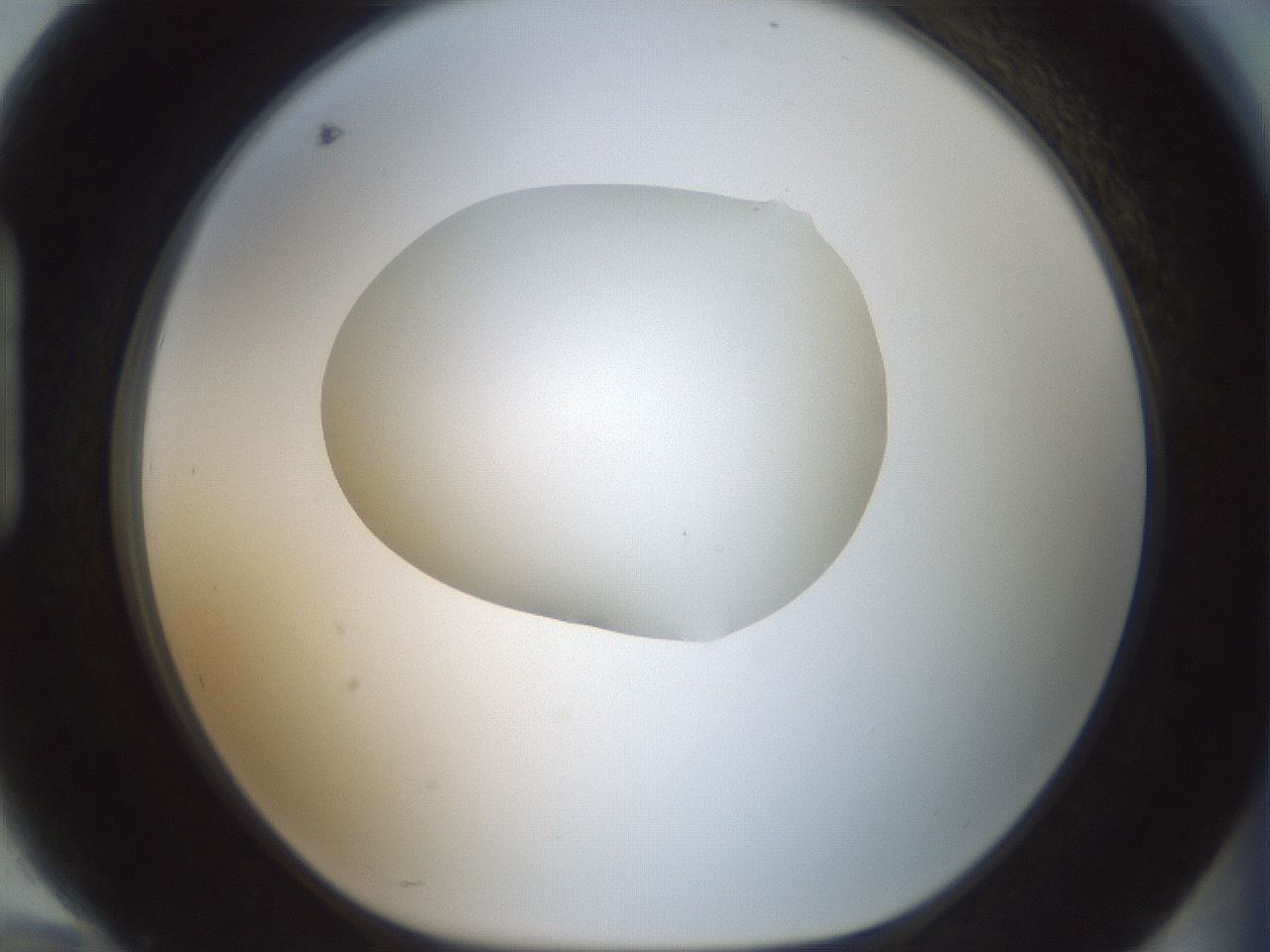 folderID599_plateID1599_batchID6728_wellNum94_profileID1_d1_r106158_ef.jpg