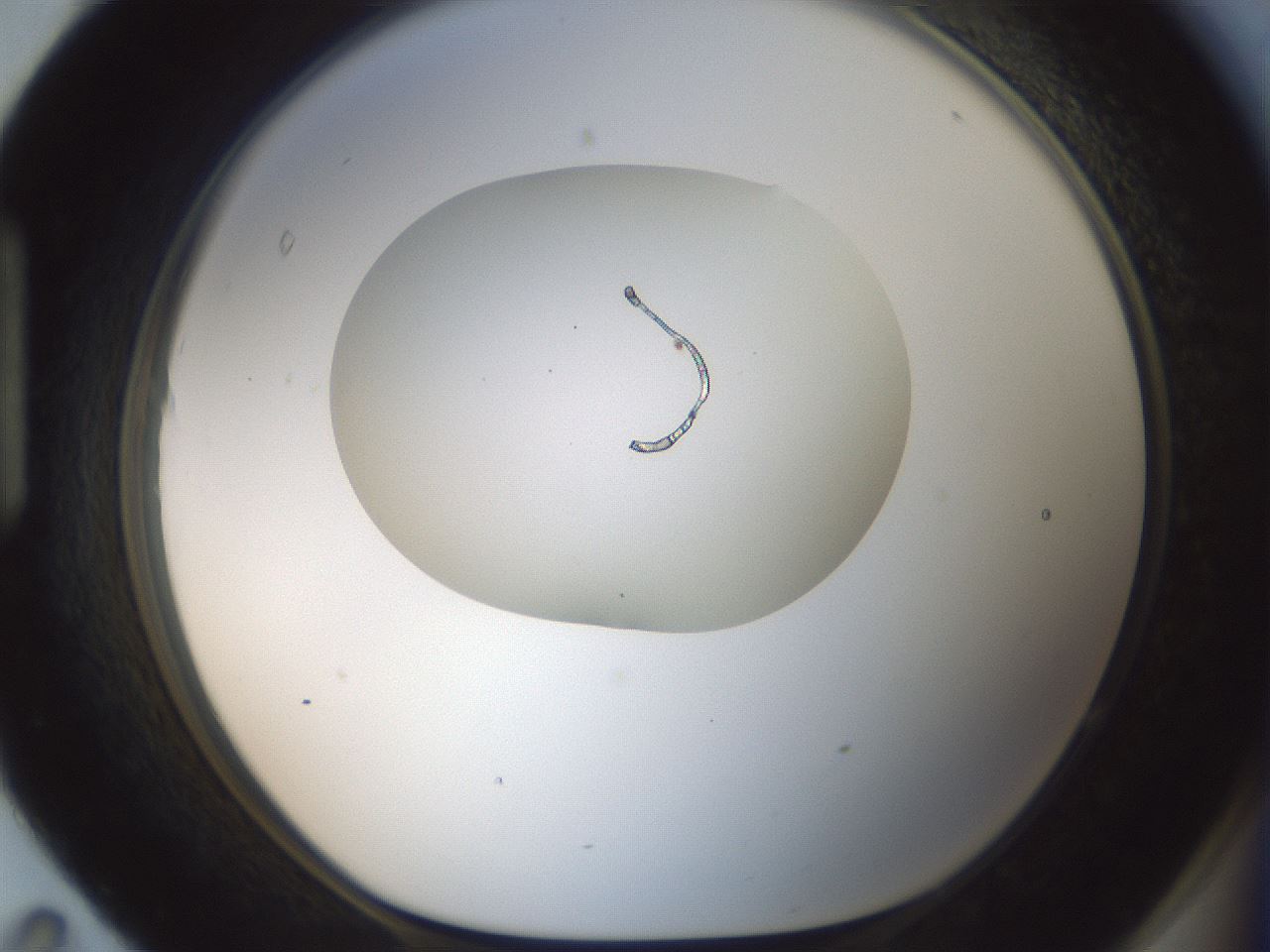 folderID599_plateID1599_batchID6728_wellNum95_profileID1_d1_r106160_ef.jpg