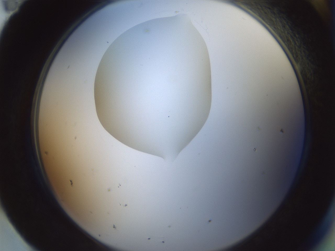 folderID599_plateID1599_batchID6728_wellNum95_profileID1_d2_r106161_ef.jpg