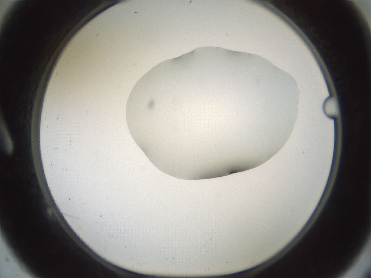 folderID599_plateID1599_batchID6728_wellNum9_profileID1_d1_r105988_ef.jpg