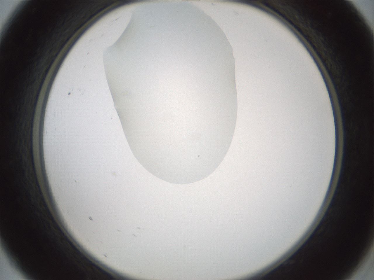 folderID599_plateID1599_batchID6728_wellNum9_profileID1_d2_r105989_ef.jpg