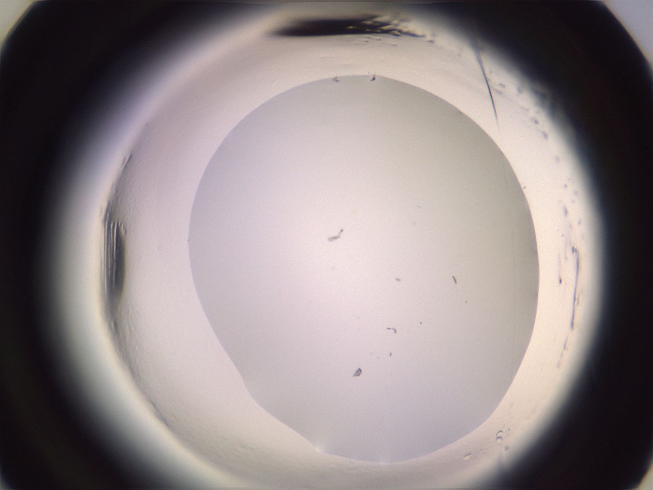 folderID599_plateID2599_batchID13157_wellNum21_profileID1_d3_r198215_ef.jpg