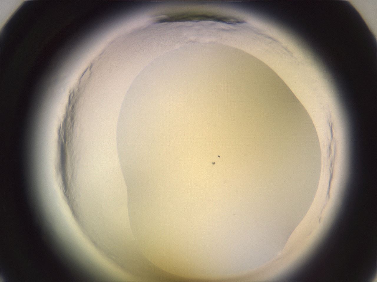 folderID599_plateID2599_batchID13157_wellNum23_profileID1_d1_r198219_ef.jpg