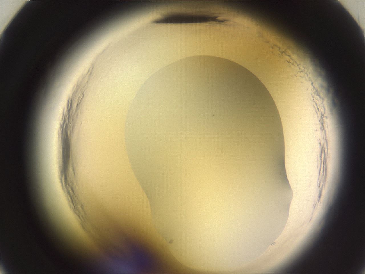 folderID599_plateID2599_batchID13157_wellNum23_profileID1_d2_r198220_ef.jpg