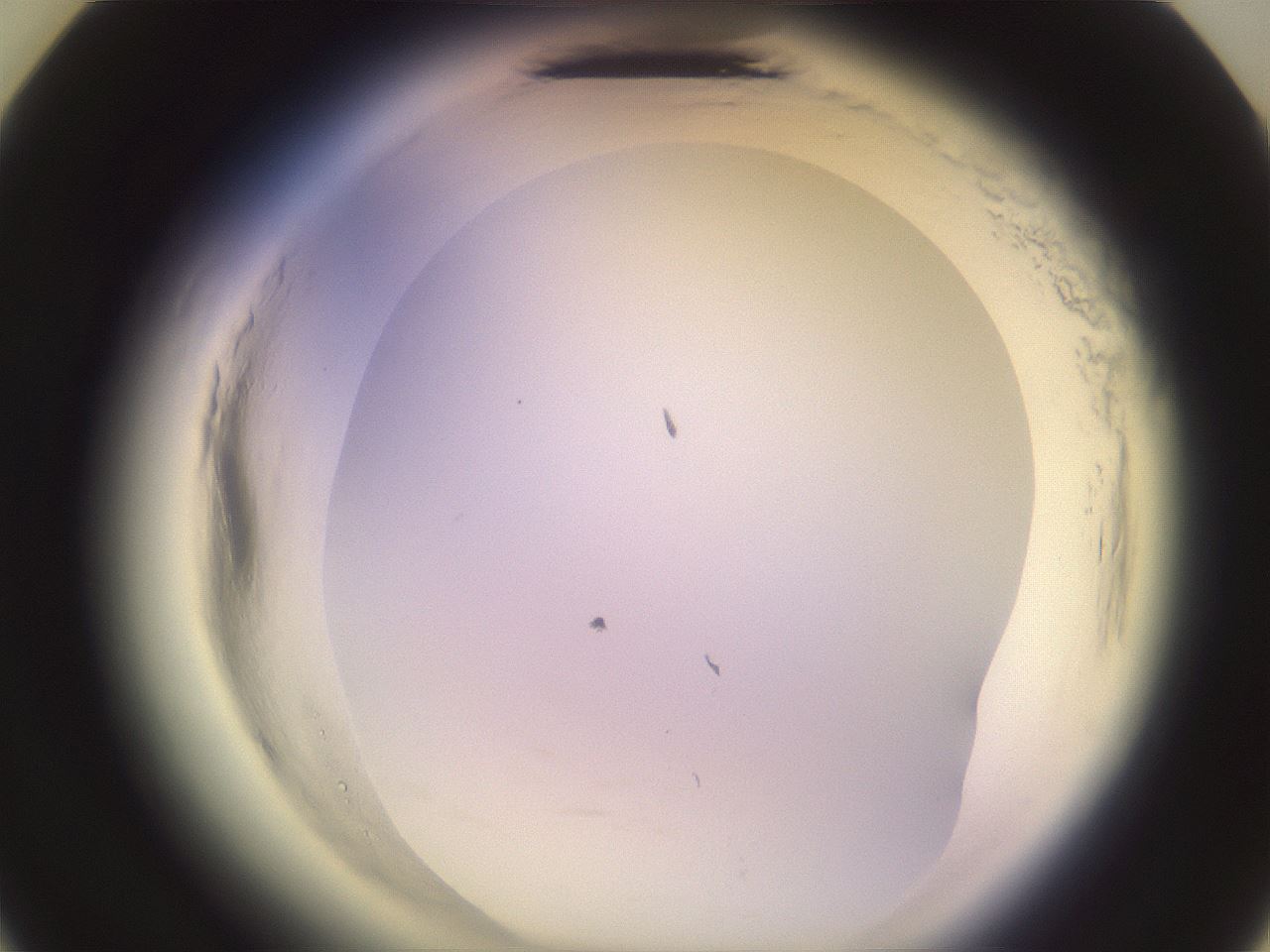 folderID599_plateID2599_batchID13157_wellNum23_profileID1_d3_r198221_ef.jpg
