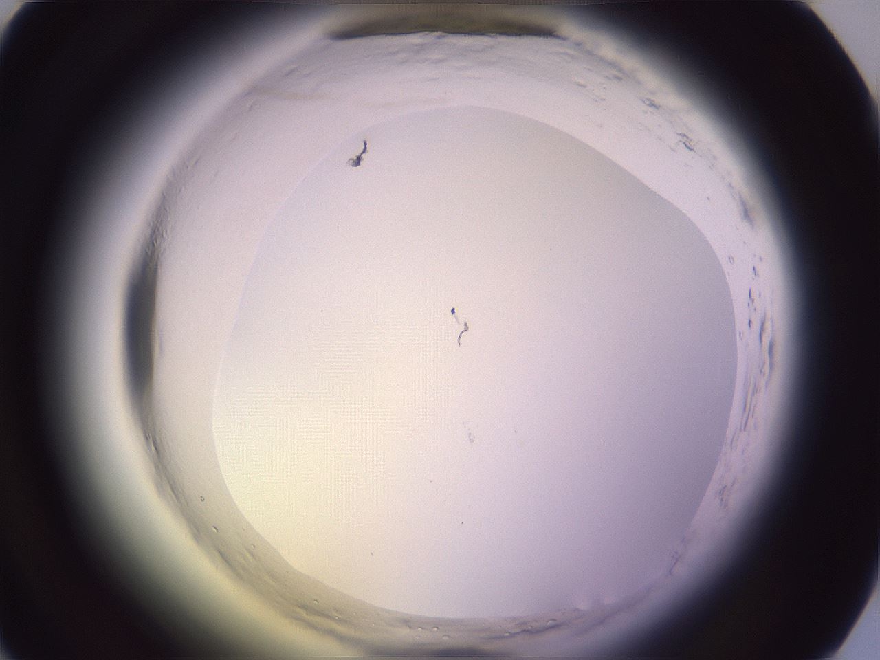 folderID599_plateID2599_batchID13157_wellNum25_profileID1_d1_r198225_ef.jpg