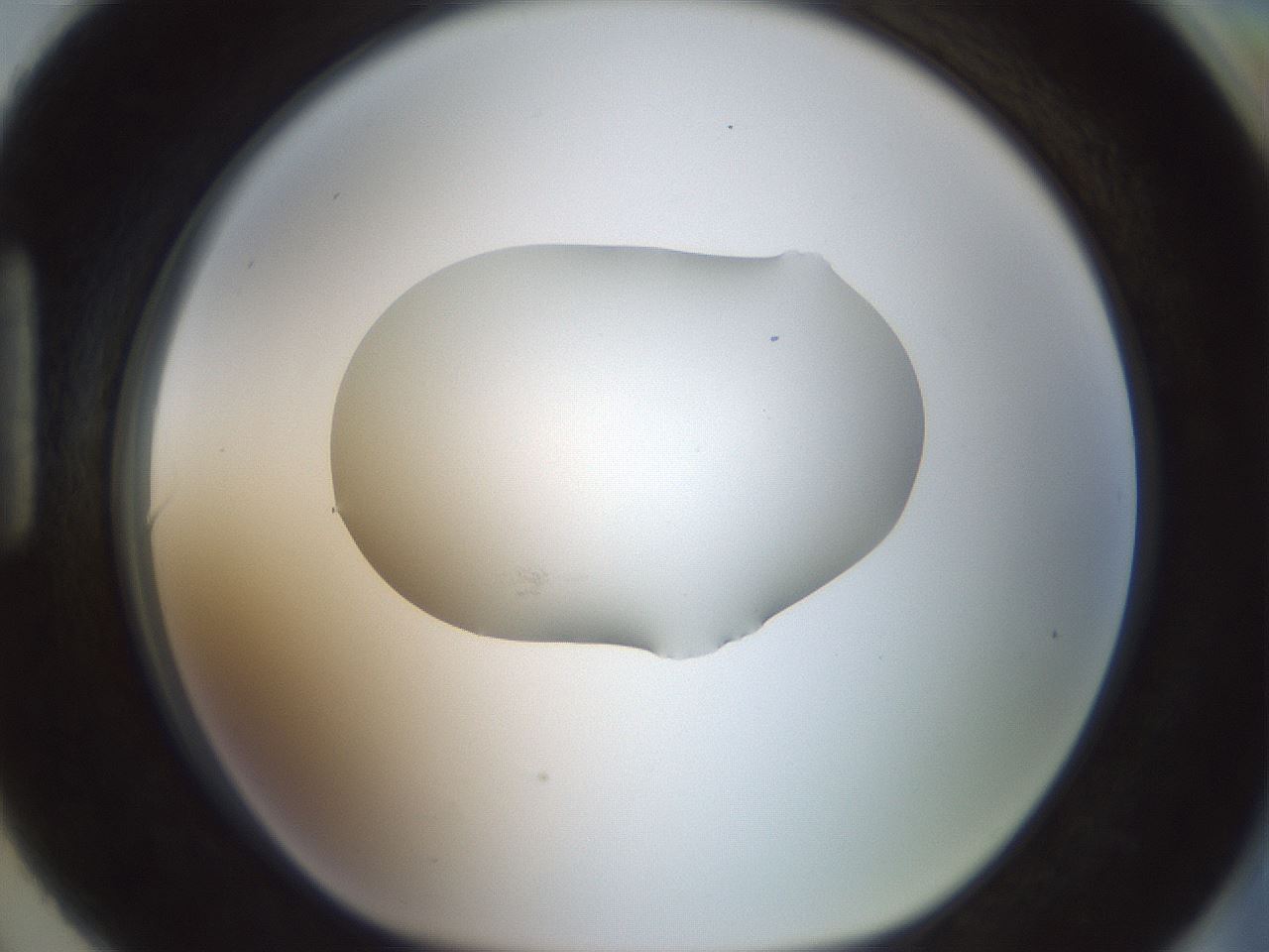 folderID599_plateID1599_batchID6728_wellNum90_profileID1_d1_r106150_ef.jpg