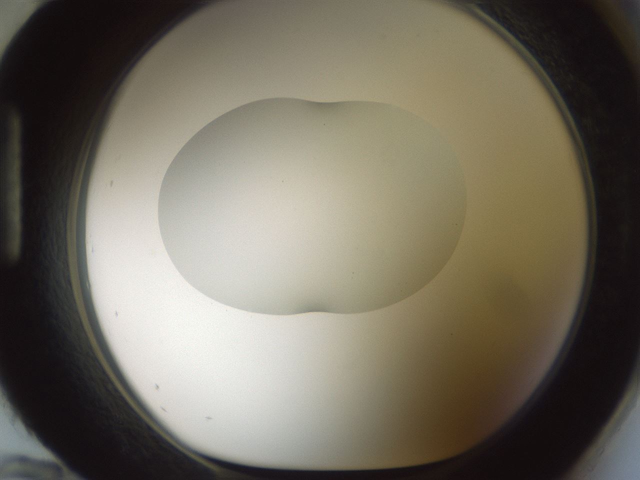 folderID599_plateID1599_batchID6728_wellNum96_profileID1_d1_r106162_ef.jpg