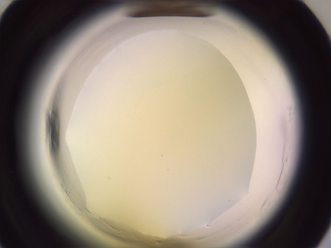 folderID599_plateID2599_batchID13157_wellNum31_profileID1_d1_r198243_ef.jpg