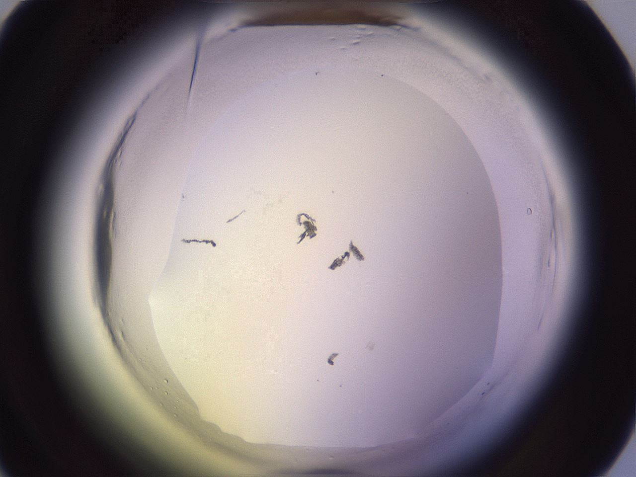 folderID599_plateID2599_batchID13157_wellNum26_profileID1_d1_r198228_ef.jpg