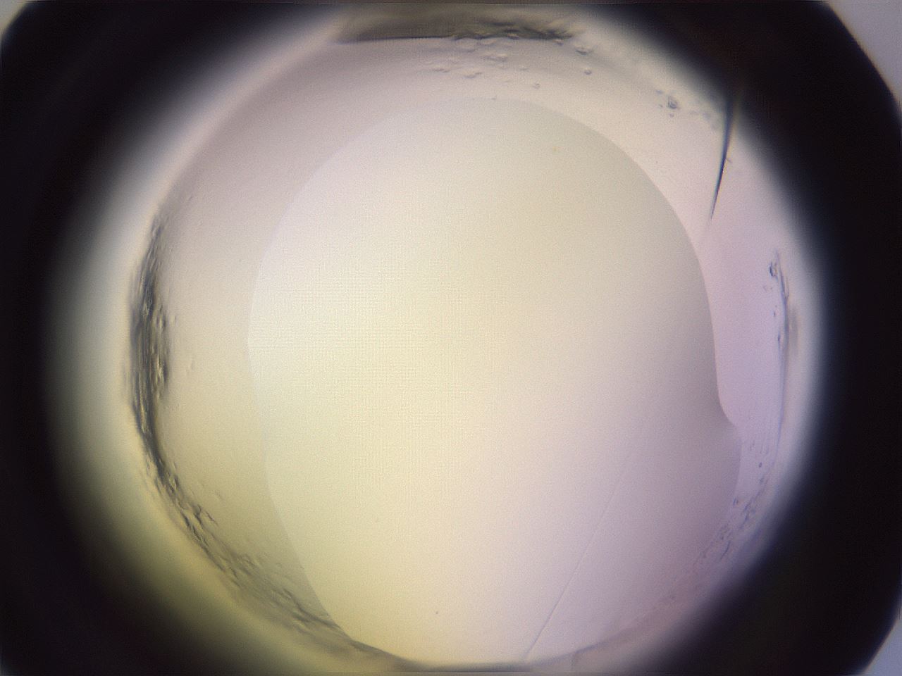 folderID599_plateID2599_batchID13157_wellNum28_profileID1_d1_r198234_ef.jpg